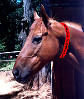 horse ID collar