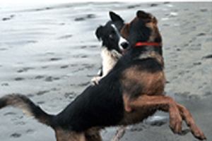 Dogs Playing on beach