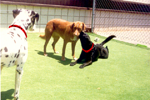 three dogs playing with safe dog collars
