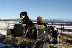 dogs at work in Montana
