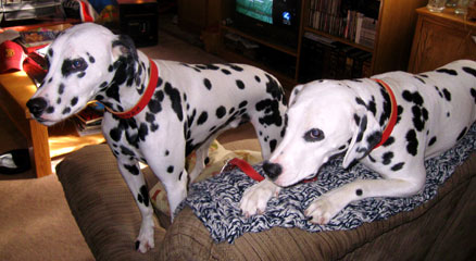 dalmatians with safe dog collar