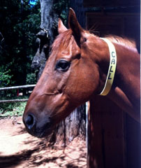 speedy is the first horse to wear a Safe dog ID Collar